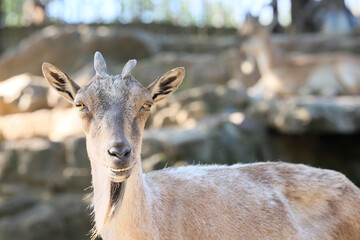 Markhor (Capra fakoneri) in zoological garden