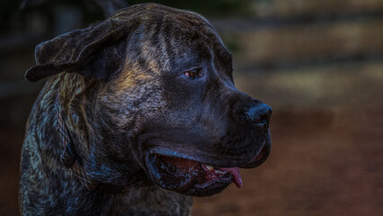 2022-02-07 A PROFILE PHOTOGRAPH OF A BRIDLE COLORED ENGLISH MASTIFF FACING RIGHT IN THE SHOT WITH A BLURRY BACKGROUND