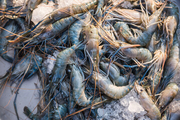 Prawns, Mawlamyine market, Mon State, Myanmar (Burma)