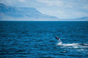 Naklejka premium White-beaked dolphin (Lagenorhynchus albirostris) jumping out of the water, Reykjavik, Iceland, Europe, background with copy space