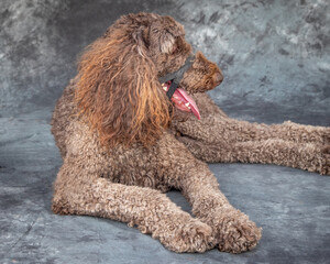 A bouncy, long legged , brown Labradoodle.