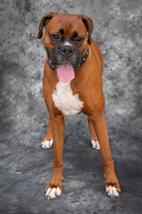 A fawn coloured, purebred male Boxer.