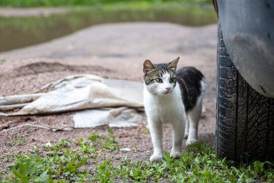 Street cat