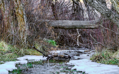 Frozen stream in the woods