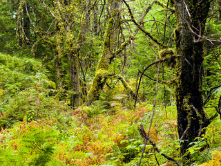 Moss covered Rainforest landscape in Northern British Columbia, Canada