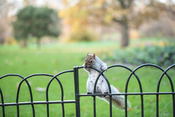 Squirell in St James's Park, City of Westminster Borough, London, England