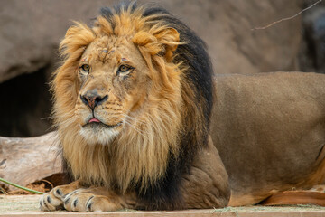 Male Lion