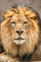 Male Lion
