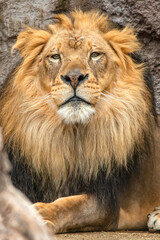 Male Lion