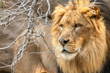 Male Lion