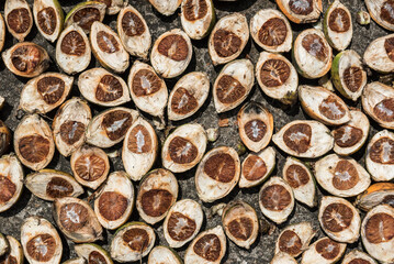 Betel Nut, Pulau Weh Island, Aceh Province, Sumatra, Indonesia, Asia, background with copy space