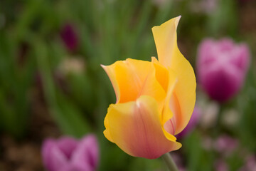 yellow tulip in the garden