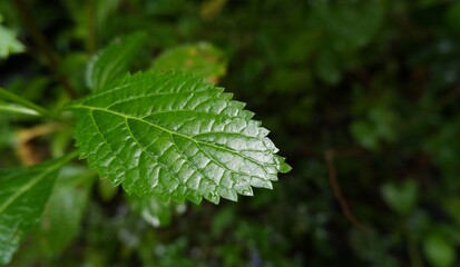 a fresh green leaf in the forest. green background