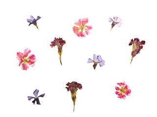 Dried pressed flowers on white background