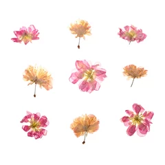 Fotobehang Bloemen Dried pressed flowers on white background  © Pixel-Shot
