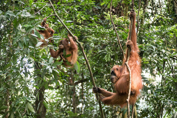 Mother Orangutan with two baby Orangutans (Pongo Abelii) in the jungle near Bukit Lawang, Gunung Leuser National Park, North Sumatra, Indonesia, Asia © Matthew