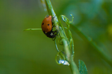 ladybug on leaf