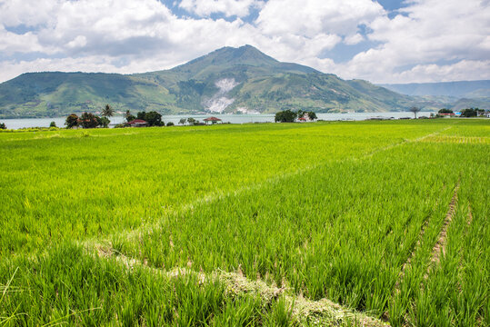 Rice paddy fields at Lake Toba (Danau Toba), North Sumatra, Indonesia, Asia