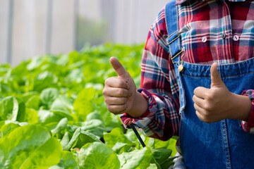 Young girl farmer holding hands for checking fresh green oak lettuce salad, organic hydroponic...
