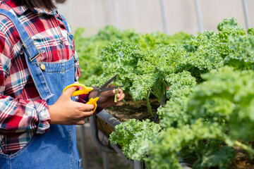 Young girl farmer using scissors for cut green fresh kale, organic hydroponic vegetable in...