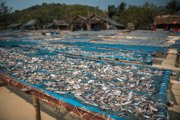 Fish drying in the fishing village at Tizit Beach, Dawei Peninsula, Tanintharyi Region, Myanmar (Burma)