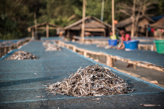 Fish drying in the sun at Tizit Fishing Village, Dawei Peninsula, Tanintharyi Region, Myanmar (Burma)