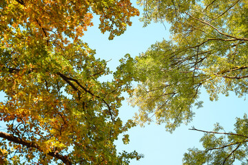 Autumn trees on blue sky background