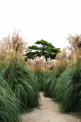 Tall silver gold pampas grass garden swaying in wind in autumn season in South Korea