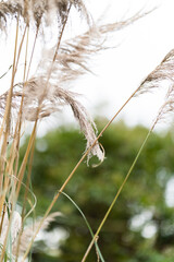 Close up texture of silver gold pampas grass swaying in wind in autumn season in South Korea