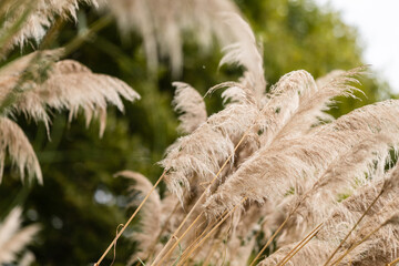 Close up texture of silver gold pampas grass swaying in wind in autumn season in South Korea