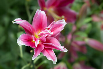 Close-up of pink lily flowers with spiral petals and scented are blooming in the morning garden.