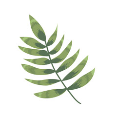 green tropical leaf palm