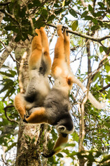 Diademed Sifaka (Propithecus diadema), a large lemur in Perinet Reserve, Andasibe-Mantadia National Park, Eastern Madagascar © Matthew