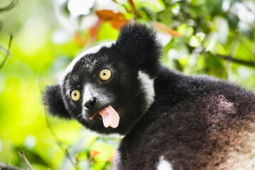 Indri aka Babakoto (Indri Indri), a large lemur in Perinet Reserve, Andasibe-Mantadia National Park, Eastern Madagascar © Matthew