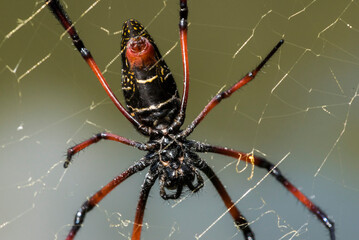Golden Silk Orb Weaver Spider (Nephila) on its web, Perinet Reserve, Andasibe-Mantadia National Park, Eastern Madagascar