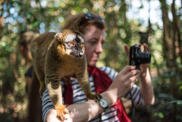 Tourist with a Common Brown Lemur (Eulemur fulvus) on Lemur Island, Andasibe, Eastern Madagascar © Matthew