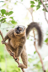 Common Brown Lemur (Eulemur fulvus), Lemur Island, Andasibe, Eastern Madagascar