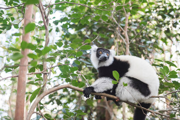 Black and White Ruffed Lemur (Varecia variegata), endemic to Madagascar, seen on Lemur Island, Andasibe