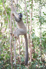 Common Brown Lemur (Eulemur fulvus), Lemur Island, Andasibe, Eastern Madagascar