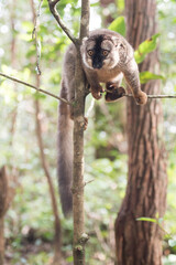 Common Brown Lemur (Eulemur fulvus), Lemur Island, Andasibe, Eastern Madagascar