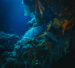 sea turtle underwater swim in the ocean scenery blue water