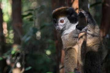Lac Alaotra bamboo lemur (Hapalemur alaotrensis), Lemur Island, Andasibe, Eastern Madagascar
