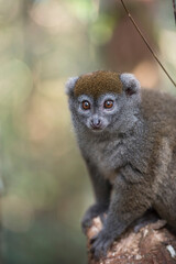 Lac Alaotra bamboo lemur (Hapalemur alaotrensis), Lemur Island, Andasibe, Eastern Madagascar