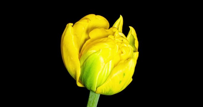 黄色いチューリップの開花タイムラプス