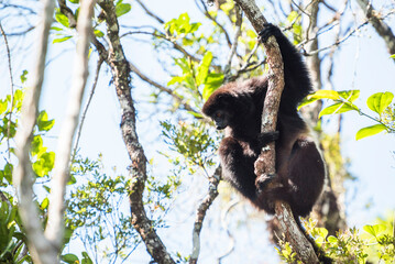 Milne-Edwards Sifaka (Propithecus Edwardsi), Ranomafana National Park, Madagascar Central Highlands