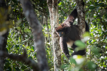 Milne-Edwards Sifaka (Propithecus Edwardsi), Ranomafana National Park, Madagascar Central Highlands