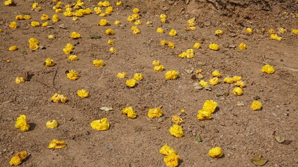 Falling flowers on the ground in the garden