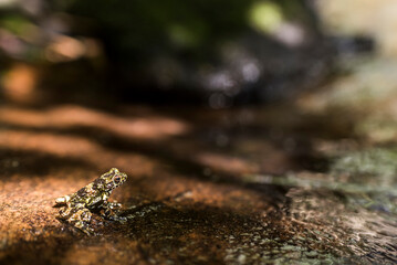 Frog in Ranomafana National Park, Madagascar Central Highlands