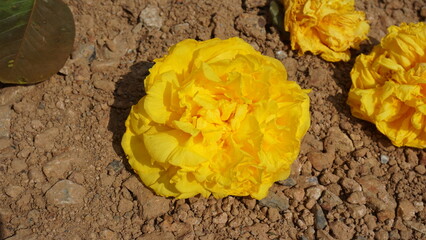 Falling flowers on the ground in the garden