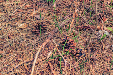 Fallen pine cones in dead grass.